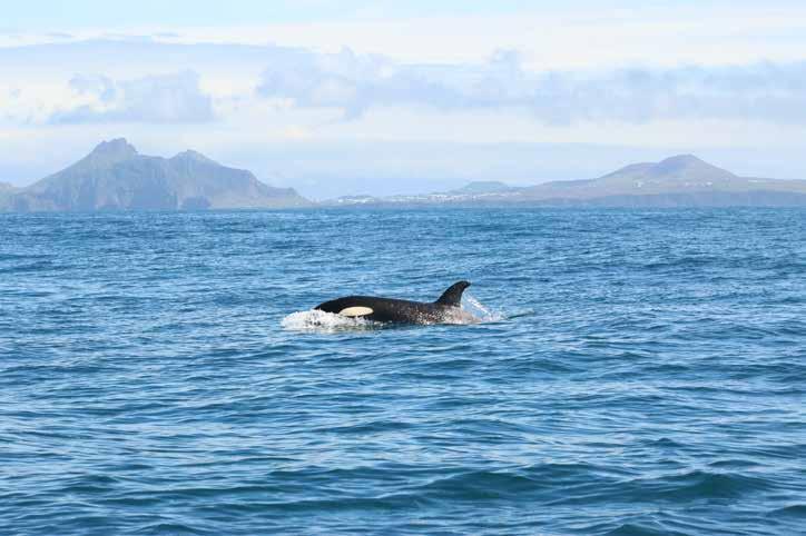 Killer whales and their prey in Iceland Filipa I. P.