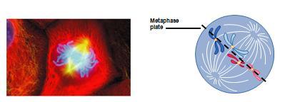3- Metaphase Chromosomes align at the equator of the spindle, called metaphase