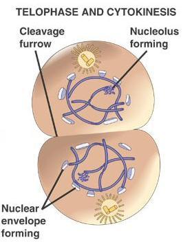 Cytokinesis It s a cytoplasmic division following the nuclear division