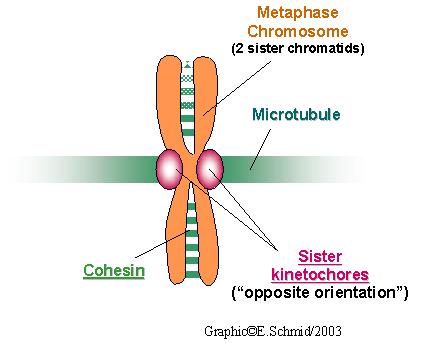1. Prophase The chromatin condenses into chromosomal structure called chromatids linked together