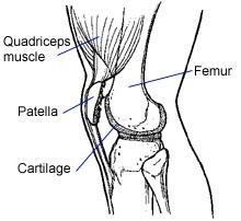 PATELLA: knee