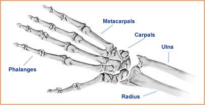 Carpals and Metacarpals: Carpals make up wrist joint with the
