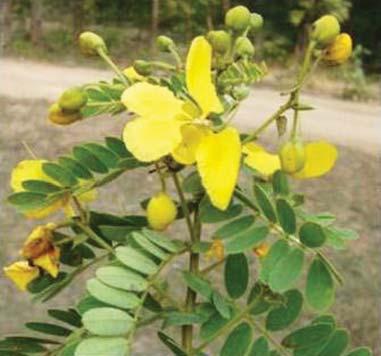 (Bambusaceae) SMPU/CRI-Hyd 11133, Tabasheer; Seeds; Cough; Tree. Bongu-veduru.