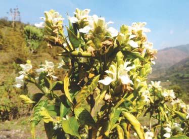 (Lamiaceae), Buddain, Lasergaon (ZAA 9998). Leaf paste is applied locally to treat dhobi- itch. Smilax aspera L.