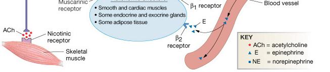 metabolic function Decreased gastrointestinal and