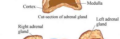 5 Anatomy 6 Anatomy Right adrenal is