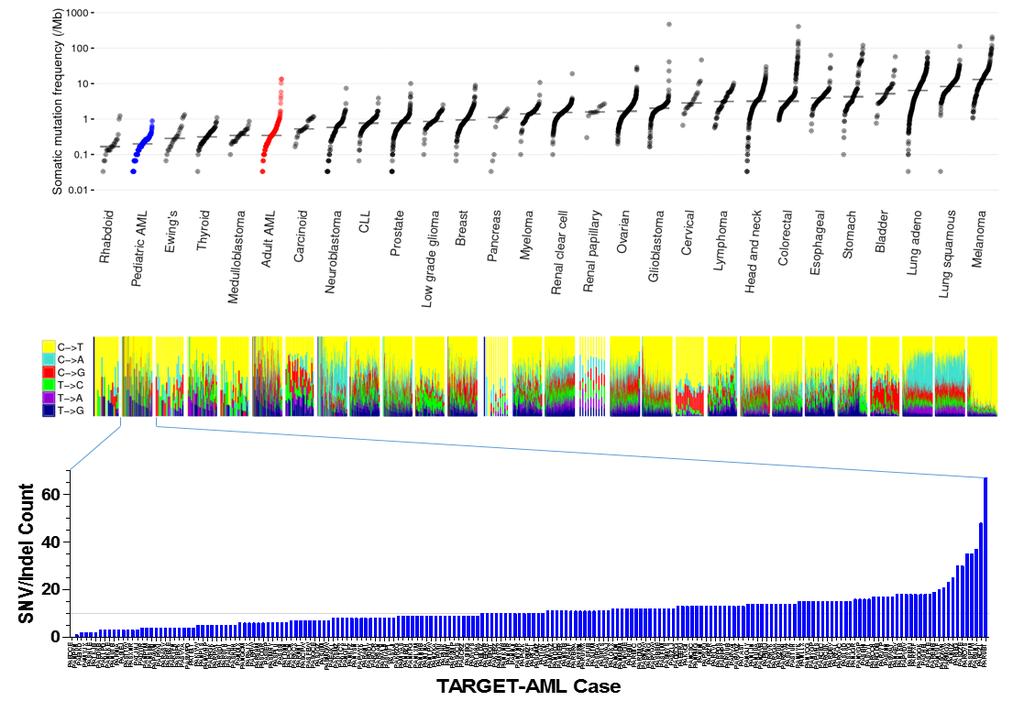 Figure S5. The context of genome-wide mutation burden in pediatric AML.