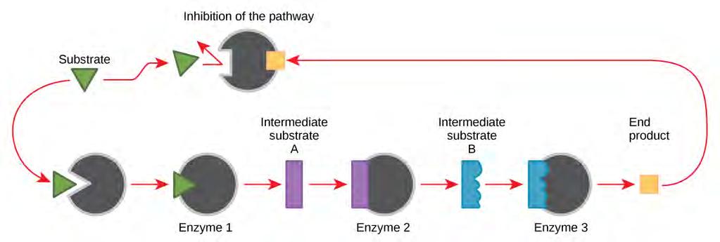 186 Chapter 6 Metabolism Figure 6.21 Metabolic pathways are a series of reactions catalyzed by multiple enzymes.