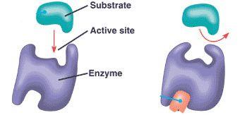 8.1U 3: Enzyme inhibitors can be competitive or noncompetitive