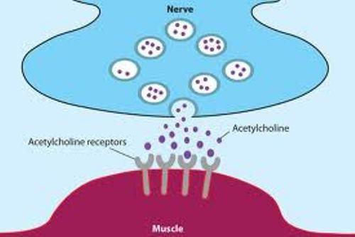 neurotransmitter involved in muscle activation Acetylcholinesterase: enzymes