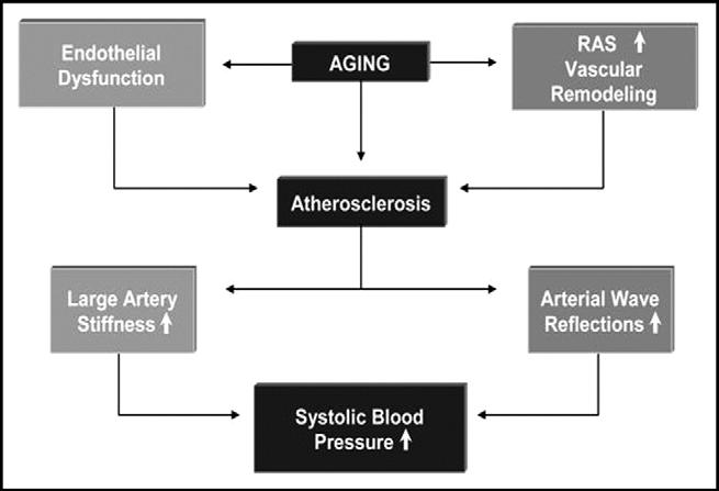 Duprez Systolic Hypertension in the Elderly 181 Figure 2 Effect of aging on arterial stiffness and systolic blood pressure.