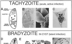 Plants Protozoa Fungi Slime molds Higher protists Toxoplasma gondii