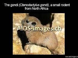 Historical Facts Toxoplasmosis T.Gondii was first discovered in 1908 in Tunis within the tissue of the gondi, in the same year it was also described in Brazil in rabbits.