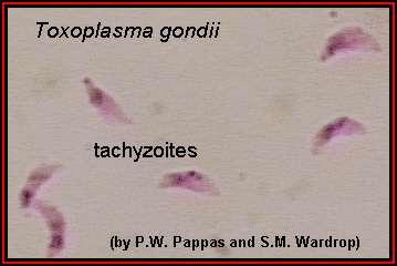 Acute stage: The intracellular parasites (tachyzoite) are 3x6µ, crescent shaped