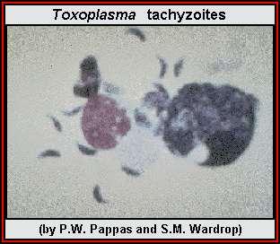 Toxoplasma gondii tachyzoites.