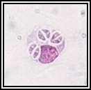 Intracellular tachyzoites of Toxoplasma gondii.