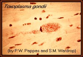 A zoitocyst of Toxoplasma gondii filled with