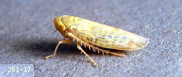 Beet Leafhopper Life Cycle Egg stage lasts 5.5 days at 100 F and 43.8 days at 60 F Nymphal stage 13 days at 95 F and 75.