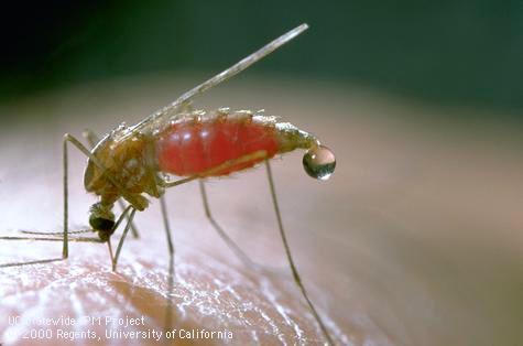 Malaria Transmission: Anopheles mosquito Wide spectrum