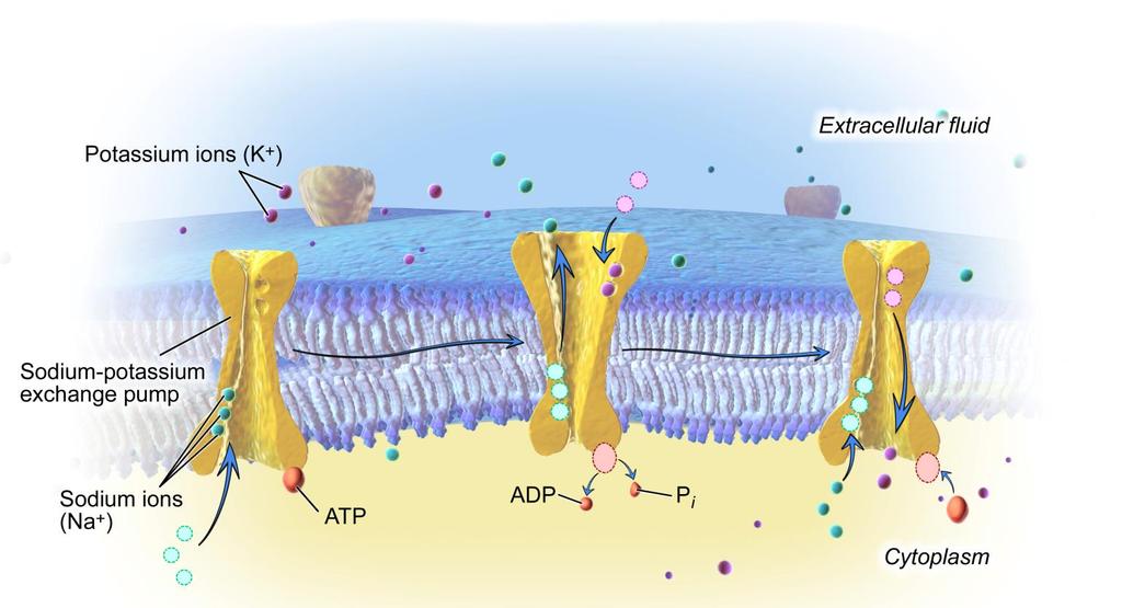 6. Active Transport Active transport also involves the participation of transmembrane proteins that bind a specific solute.