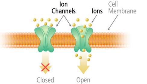 7. Ion Channel Ion channels are pore-forming proteins that help establish and control the small voltage gradient across the plasma membrane to enable ion movement across the membrane.
