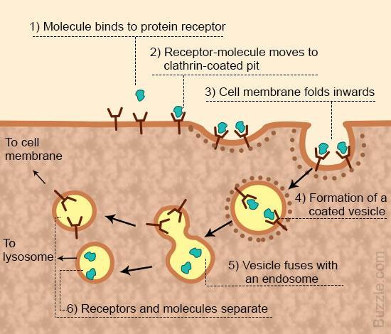 8. Ligand-Receptor Mediated Endocytosis Binding of some ligands to membrane receptor proteins can lead to rapid internalization of both receptor and ligand by a