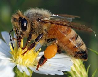 Honey bees (Apis mellifera) Bumble