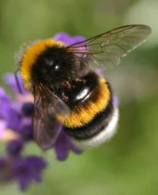 bees (Osmia spp.