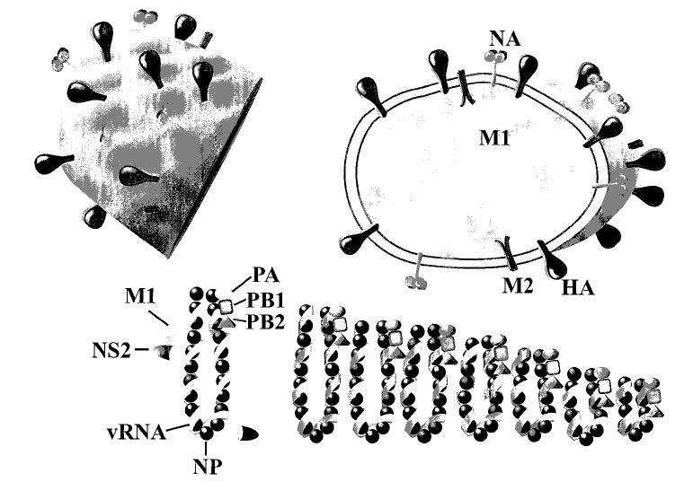 11 nukleokapside v citoplazmo gostiteljske celice.