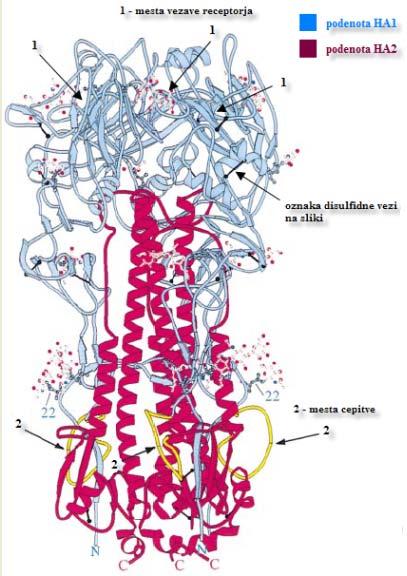 14 Slika 3: Struktura hemaglutinina (Chen in sod., 1998: 413). Na sliki 3 je prikazana struktura prekurzorske molekule HA0.