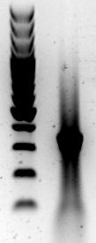 46 M GAPDH 1C2C3 2F4B6 4H2B4 3000 bp 600 bp 500 bp 400 bp 300 bp V H IgG (~ 340 bp) 200 bp 100 bp 1 2 3 4 5 Slika 12: Analiza produktov PCR (cdna) izbranih treh klonov hibridomov.