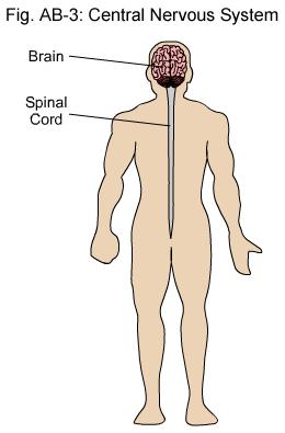 Nervous System Central Nervous System (CNS) - Brain and Spinal Cord Spinal Cord 1.