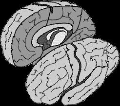 body. Each hemisphere has 4 lobes 1)