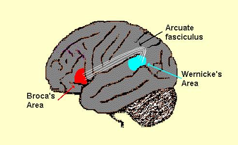 Within the left hemisphere there are 2 areas for language Brocas s area - frontal lobe - production of