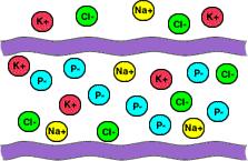 Inside and outside of neuron are fluid environments. Fluid chemicals have ionic charges.
