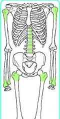 Common Fracture Sites shoulder spine hip wrist Over 80%