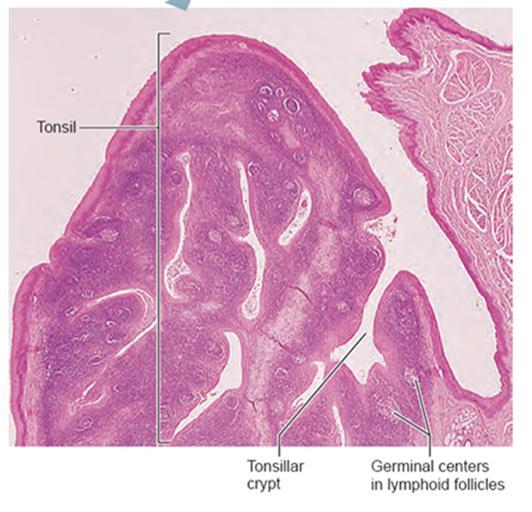 The tonsils collect and remove many of the pathogens entering the pharynx in food or in inhaled air. Tonsils function in "screening" of oral and pharyngeal regions for foreign organisms.