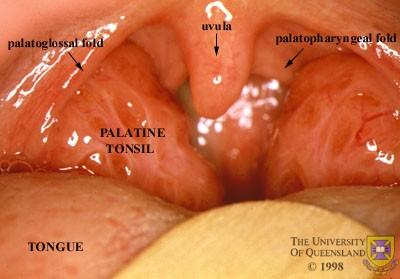 Tonsils Form a ring of lymphoid tissue around the entrance to the pharynx 3