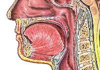 Lingual tonsils are situated in the lamina propria at near the base