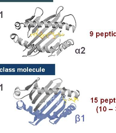 Each MHC molecule can present only one peptide at a time, but is