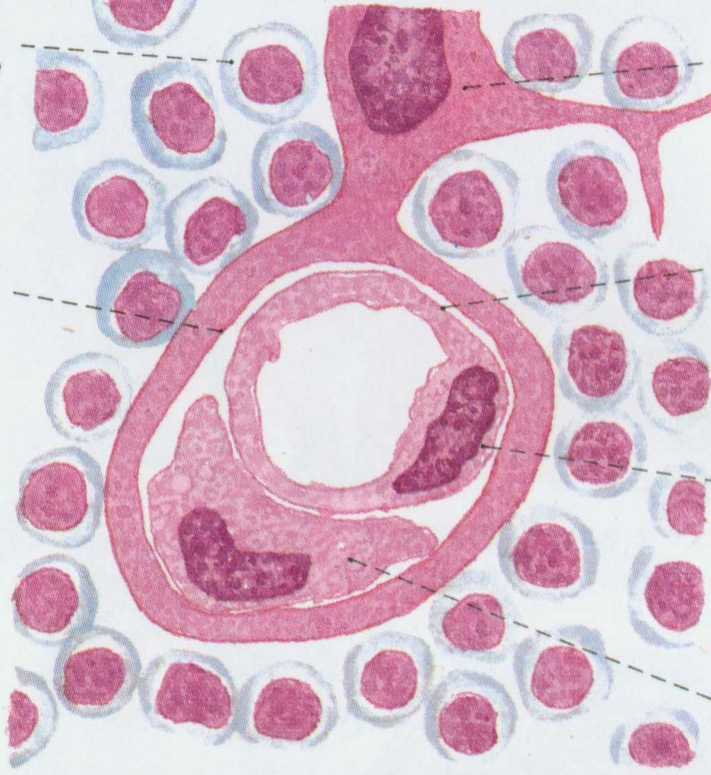 thymocyte Epithelial reticular cell (ERC) basement membrane of ERC basement membrane