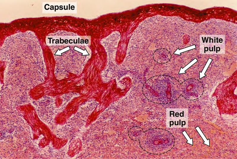 Capsule----trabecular structure