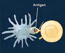 Antigen presenting cells(apcs) APCs have the capacity to capture the antigens, and digest the protein.