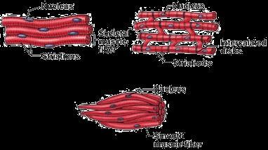 Types of Muscle Attached to and moves your bones.