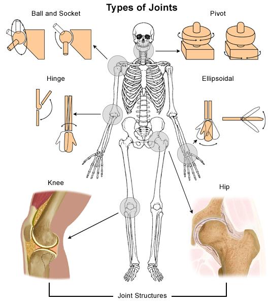 Joint: where 2 or more bones come together 1. Ball & socket Greatest range of motion Shoulder, hip 2.