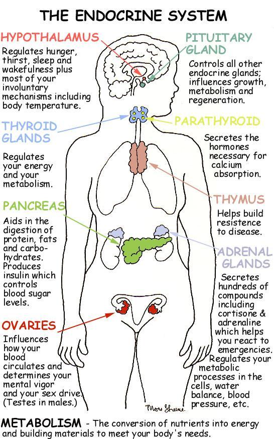 ENDOCRINE SYSTEM The functions of the Endocrine system are regulating your mood, growth and