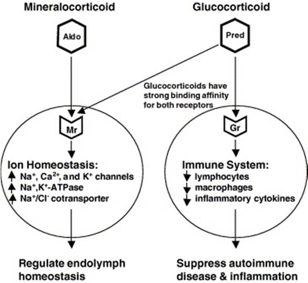 Navzkrižno delovanje preko glukokortikoidnega in mineralokortikoidnega receptorja Koncentracija glukokortikoidov v krvi