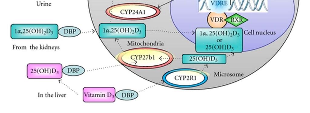 q=vitamin+d+receptor+cell+cycle Privzem kalcija : Vit D preko VDR v jedru sproži prepisovanje genov, ki