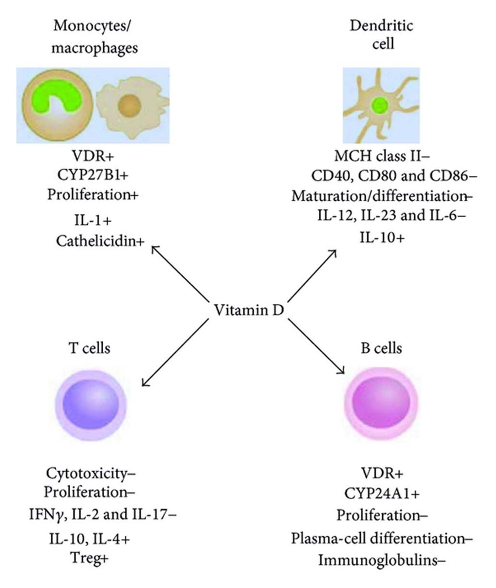 Učinek vit D na različne celice imunskega sistema.