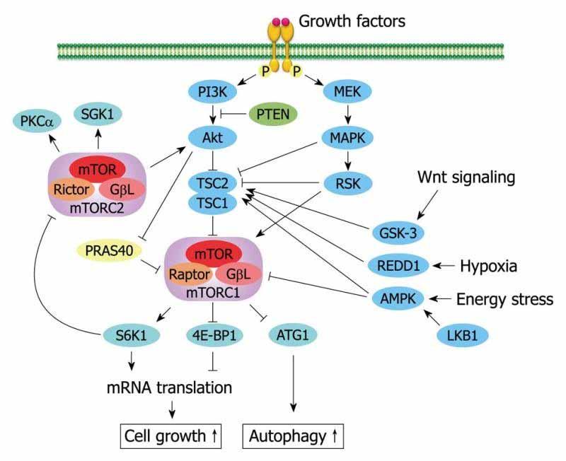 Targeting mtorc1 Signaling Rapamycin Metformin